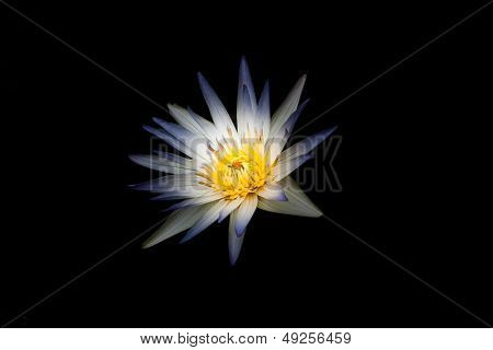 Water lilly isolated