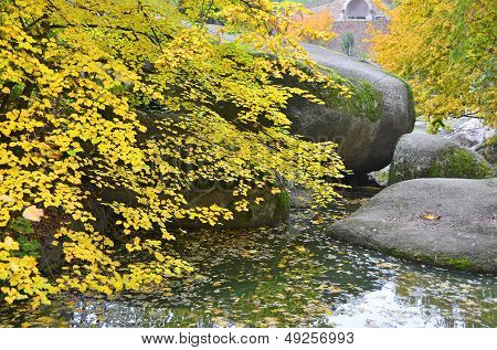 Autumn park tree over water