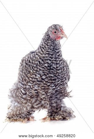 Orpington Chicken