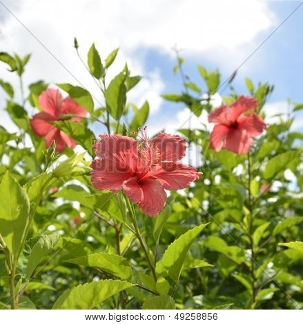 Hibiscus blommor 