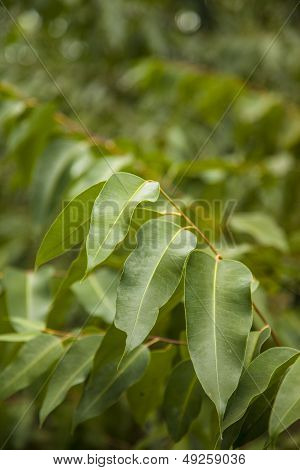Eucalyptus Leaves