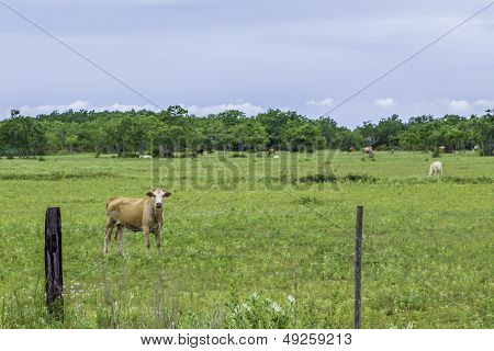 Cow Stare
