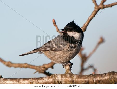 Coal Tit Looking Back