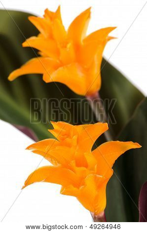 ดอกไม้เปลวไฟนิรันดร์ (calathea Crocata)