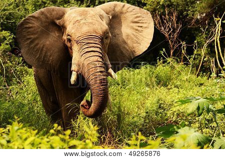 Sunny close-up of Asian elephant