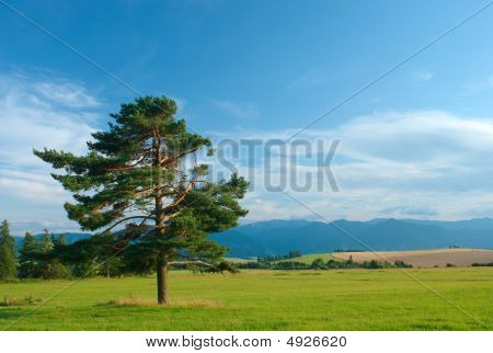 Pine Tree Landschaft