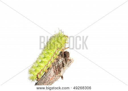 Lo Moth Caterpillar