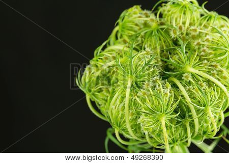 Queen Anne's Lace Flower Setting Seed