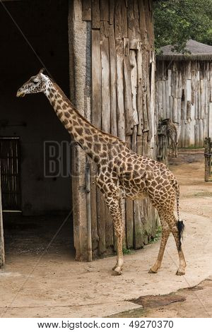 Giraffe
