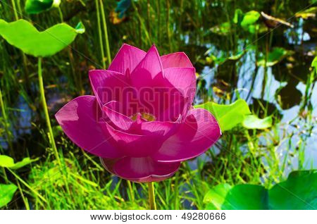 Pink Lotus in White Lake Bac Binh District.