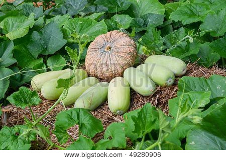 Pumpkin And Wax Gourd
