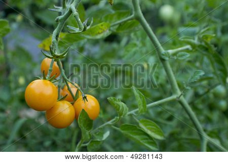 Orange Cherry Tomatoes On Green Vine