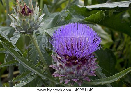 Globe Artichoke In Bloom