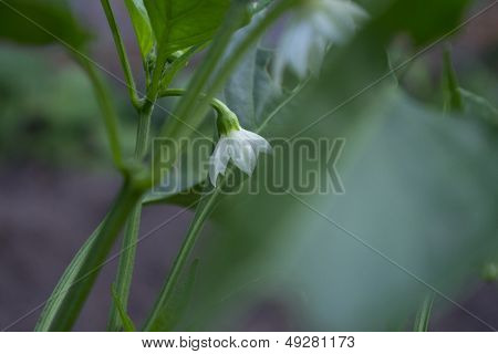 White Jalapeno pepper flower