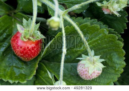 Red Strawberry Green Leaves