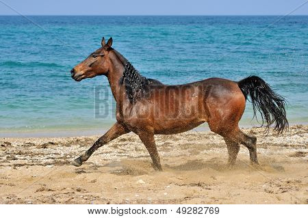 The horse on the beach