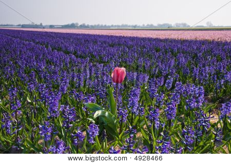 Lonesome vaaleanpunainen tulppaani, Purple hyasintit-kentässä