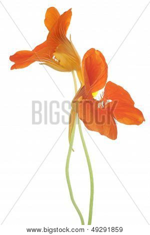 Nasturtium