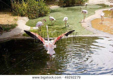 Greater Flamingo Showing Beautiful Wings