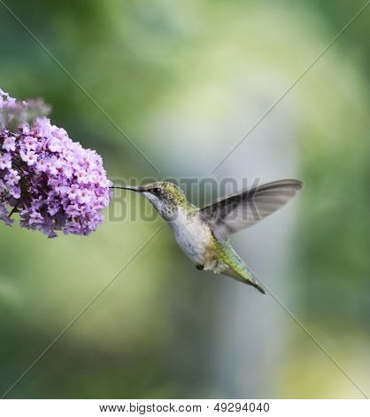 Ruby Throated Hummingbird žena (Archilochovi Colubris)