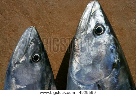 Bonito Thunfisch, Sarda Sarda, Nahaufnahme Portrait Makro