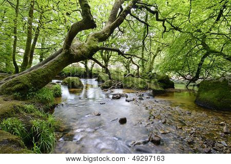 The River Fowey