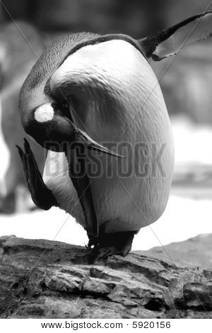 Pingvin bue B&W