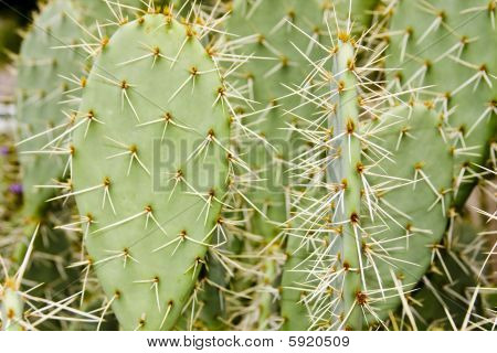 Cactus de Arizona