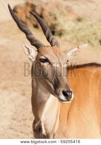 clsoup of the largest African antelope, a Common Eland (TauroTragas Derbianus)