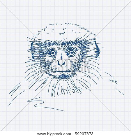 Hand drawn Gray langur portrait Vector