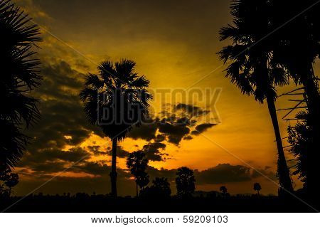 Silhouette Of Toddy Palm Or Sugar Palm.