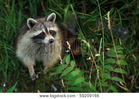 Curious raccoon in a forest looking up