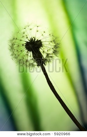 Paardebloem silhouet