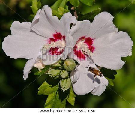 Hvid hibiscus