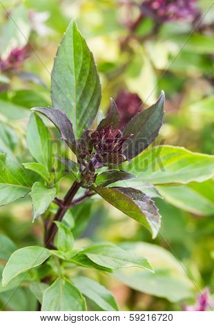 Basil And Blossom