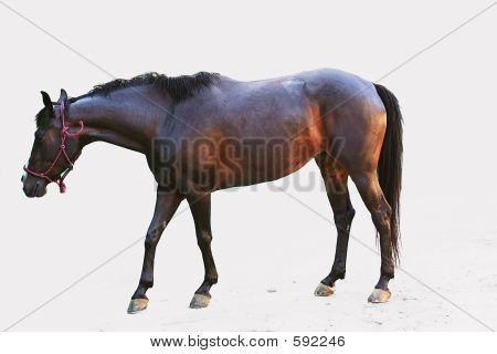 Pferd