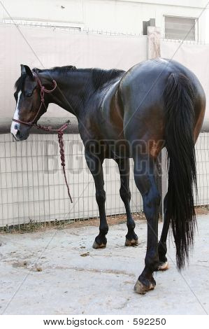 Pferd