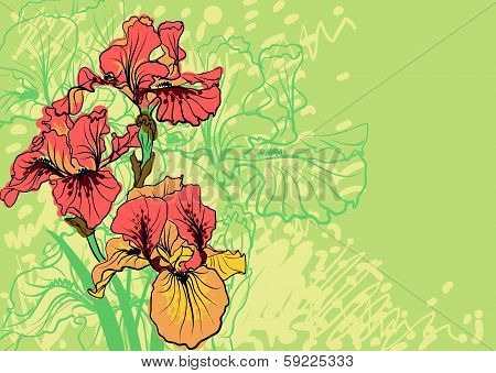 Vector decorative designs of iris flowers