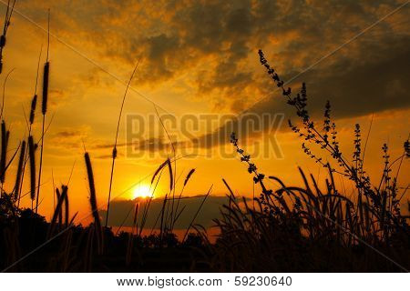 Closeup Ears On A Sunset Background