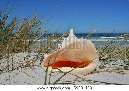 Horned Helmet Snail