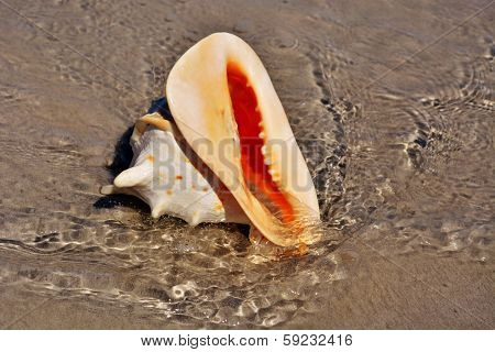 Horned Helmet Snail
