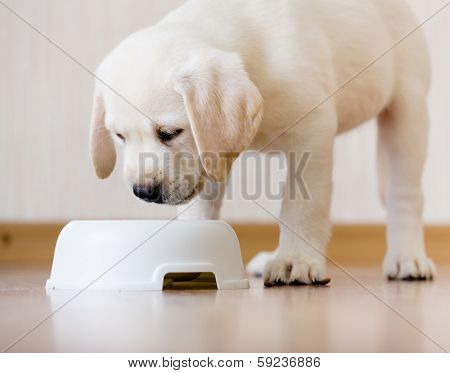 White puppy standing over his plastic bowl with food