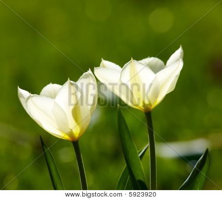 Witte tulpen