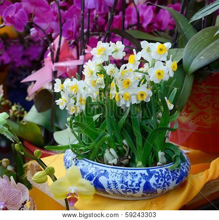 narcissus blooming