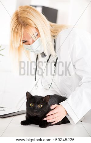 Veterinarian examining a domestic cat