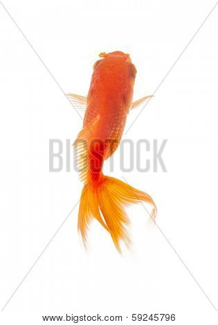 Close up of goldenfish swimming in fishbowl, isolated on white. Concept of wild nature and environment