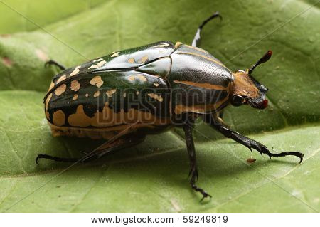 Beetle Chelorrhina confluens polyphemus - female