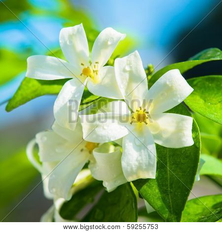 Orange Jessamine