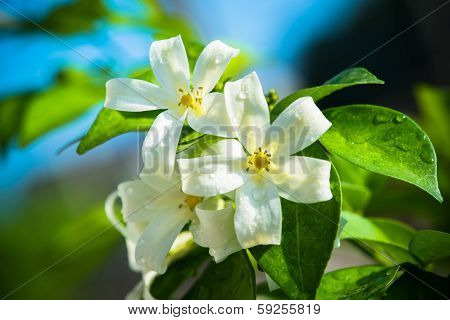 Orange Jessamine