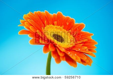 Orange Gerbera Daisy Flower Isolated On Blue Background